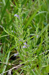 Drummond's false pennyroyal